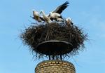Flyvefærdighed. Til at begynde med vil storkeungerne nøjes med korte ture med deres forældre. Der er afgang fra reden i Gundsølille i den kommende uge. 