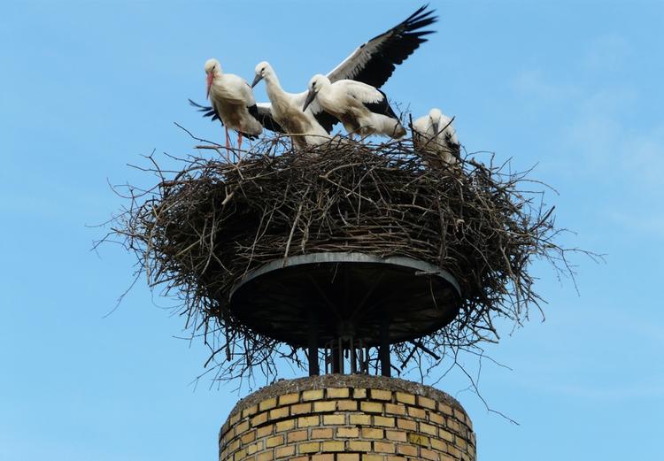 Flyvefærdighed. Til at begynde med vil storkeungerne nøjes med korte ture med deres forældre. Der er afgang fra reden i Gundsølille i den kommende uge. 