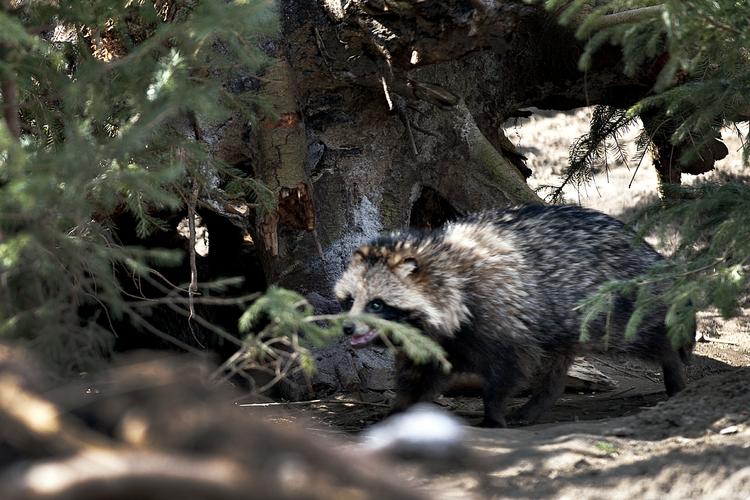 Uønsket. Mårhunden er en halv meter lang og ligner en vaskebjørn. Den er uønsket i naturen, da den vil kunne udrydde store dele af Danmarks ynglefugle og smådyr. 