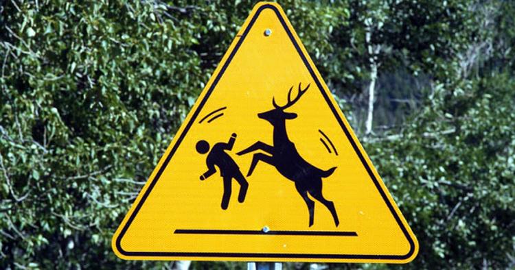 ANGRIB: Normalt er det mennesket, der jager dyrene, men i Alberta, Canada, er det åbenbart omvendt. 