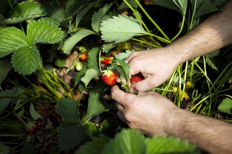 Stille. SuperBest har ikke talt med frugtplukkerne, selvom de har været på besøg hos Jeppes jordbær. Hænderne på billedet har ikke noget med Jeppes Jordbær at gøre. 