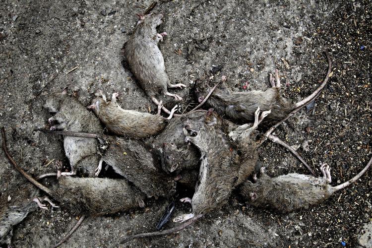 Massedød. Druknede rotter er ikke et sjældent syn i Københavns gader efter skybruddet i weekenden. 