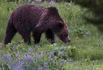 FARLIG. En grizzlybjørn kan veje op til 680 kilo og løbe op til 55 kilometer i timen. 