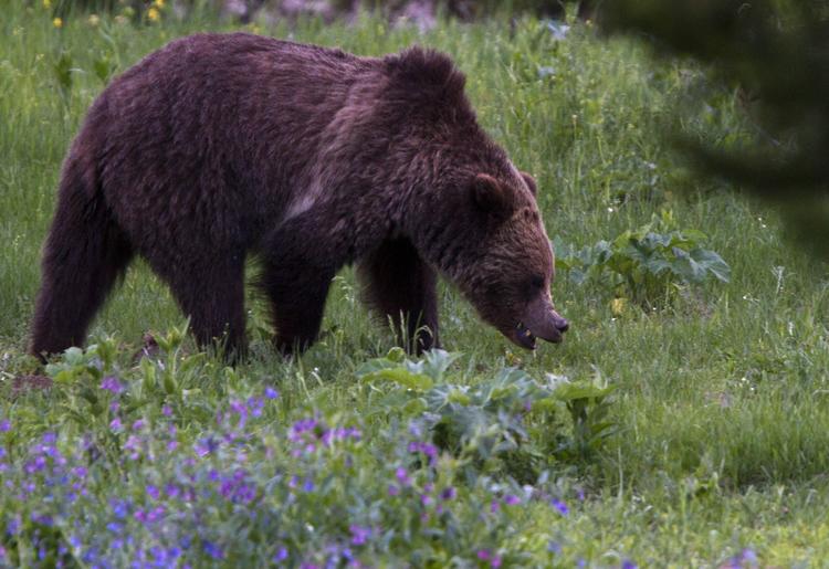 FARLIG. En grizzlybjørn kan veje op til 680 kilo og løbe op til 55 kilometer i timen. 