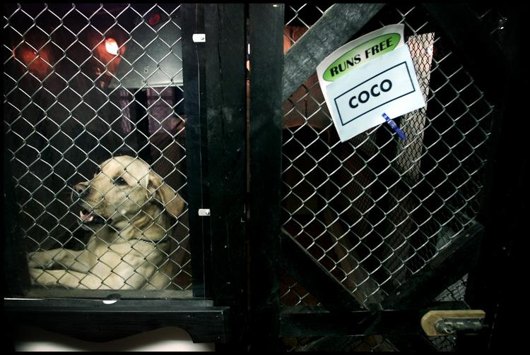 HUNDEPENSION. Nogle bestiller plads til deres hund allerede et år i forvejen. 