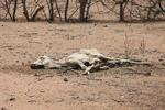 24096980---06_07_2011---Kenya--Drought---SAYYID-AZIM.jpg