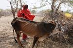 24098795---06_07_2011---Kenya--Drought---SAYYID-AZIM.jpg