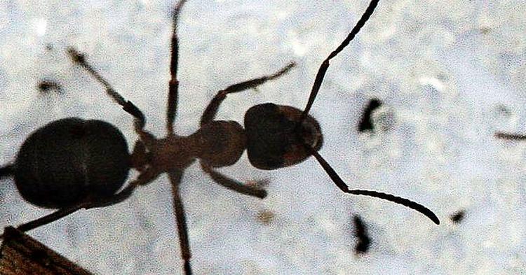 Myrer. Søren Ryge besvarer fem aktive læseres kommentarer i sommerens store myredebat. Foto: Lars Hnasen. 