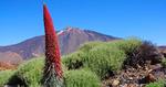 ENDEMISK. Blomsten Juvelslangehoved vokser kun for foden af Teide. 