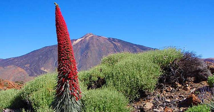 ENDEMISK. Blomsten Juvelslangehoved vokser kun for foden af Teide. 