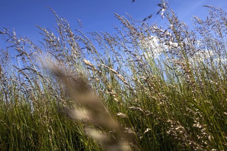 græsseligt. Udviklingen af smarte biologiske systemer er ifølge dagens skribenter ikke så nemme at sælge som teknologiske løsninger. Derfor er forskningen i afgrødeudvikling og -dyrkning reduceret kraftigt i de seneste årtier. 