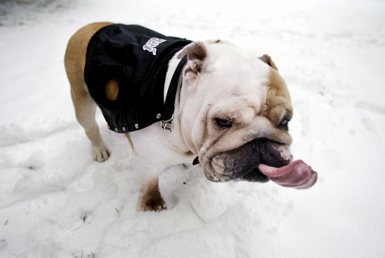 FLYVEFORBUD. Hunde er typen bulldog må nu heller ikke flyve med Cathay Pacific. 