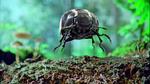 Billen - beetle på engelsk - fræser gennem skovbunden. Den gør reklame for en bil med samme navn, VW Beetle. 