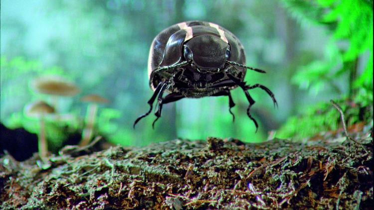 Billen - beetle på engelsk - fræser gennem skovbunden. Den gør reklame for en bil med samme navn, VW Beetle. 