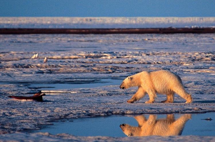 Langdistancesvømmer. Den globale opvarmning, herunder ishavets nedsmeltning. tvinger isbjørne til at tilbagelægge enorme  distancer til vands i det arktiske hav. 