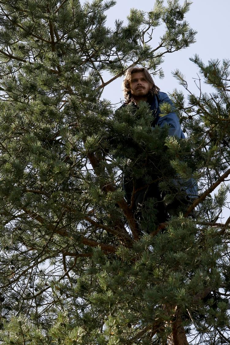 Stædig. Miljøaktivisten Amos Stenner har siddet det meste af dagen i dette træ i protest mod fældningen af 12 hektar skov i Østerild Klitplantage. 