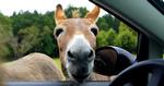 GODDAG. Knuthenborg Safaripark er et populært udflugtsmål på Lolland. 