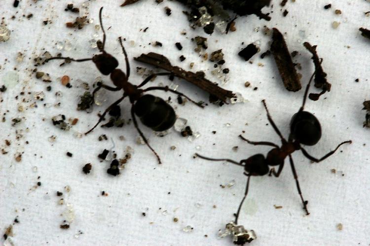 USØDT. Det er en god idé ikke at lade søde ting ligge fremme, hvis man vil undgå myrer. 