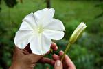 m_neblomst_002_13-08-2011_QPCA9P7.jpg