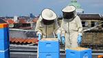Ægte københavnsk. Bybierne har produceret 800 kilo henover sommeren. 