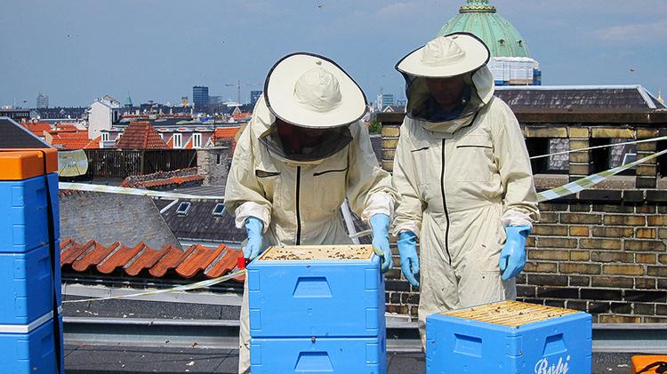 Ægte københavnsk. Bybierne har produceret 800 kilo henover sommeren. 