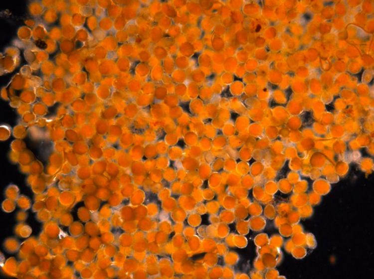 MYSTISK. Den orange masse ved Alaskas kyst er æg. Men ingen ved, hvem der har lagt dem. 