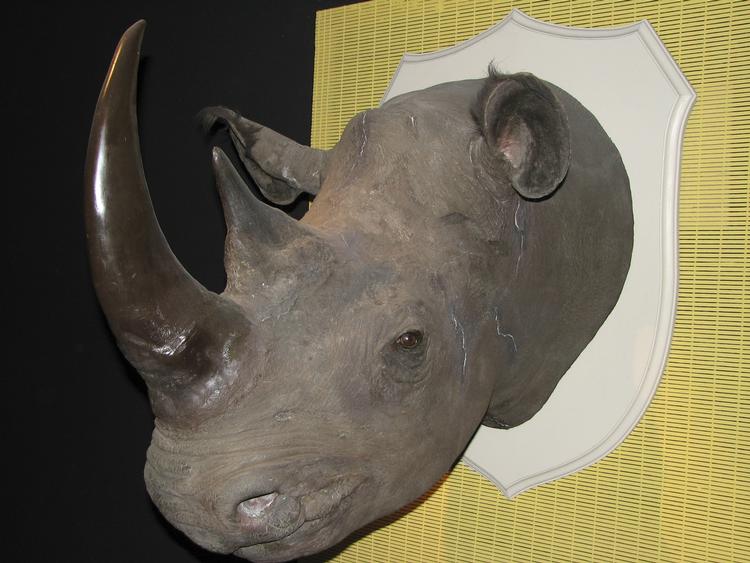 Eftertragtet. Det Kongelige Naturvidenskabelige Museum i Bruxelles har allerede fået et hoved af et næsehorn stjålet og har nu låst de to tilbageværende hoveder inde. 
