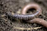 pesticidformidler. Ganske få regnormegange med direkte forbindelse til dræn er nok til, at pesticider kan ryge direkte ud i vandløb, viser ny forskning. 