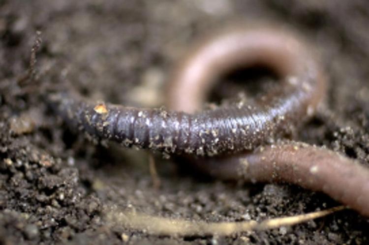 pesticidformidler. Ganske få regnormegange med direkte forbindelse til dræn er nok til, at pesticider kan ryge direkte ud i vandløb, viser ny forskning. 