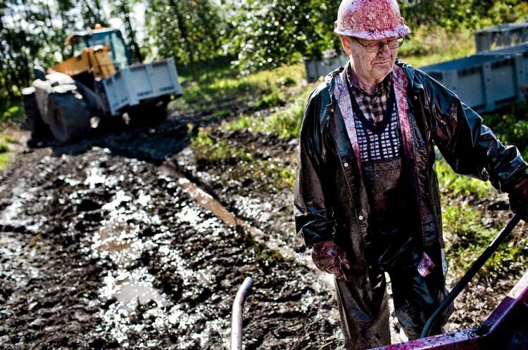 Vådt. Svend Aage Rasmussen forsøger at redde de gennemblødte  kirsebær fra plantagen på  godset Frederiksdal på Vestlolland. 
