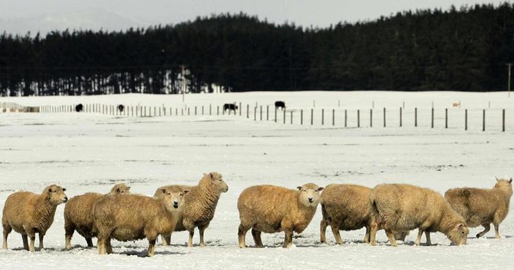 KULDECHOK. For to år siden ramte et kraftigt snevejr New Zealand så sent som i oktober måned, hvor også Nordøen, her ved Lake Taupo, blev ramt. 