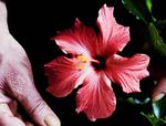 Hawaiiblomst