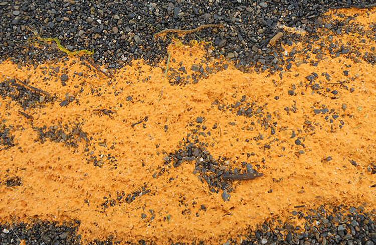 Invasion. Orange snask har lagt sig som en dyne over kysten ved en isoleret amerikansk hvalfangerby. 
