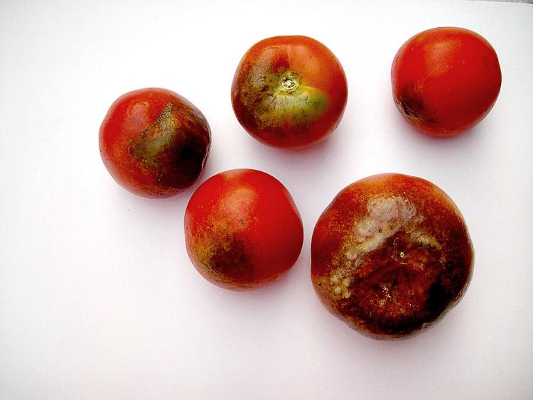 Smittet. Tomater kan lide af mange dårligdomme. Efter et grundigt kig er  diagnosen kartoffelskimmel. Privatfoto 