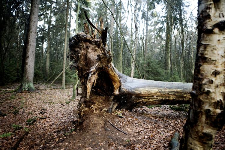 Inspirationskilde. Den nordiske natur danner ramme for indretningstendenserne i den kommende efterår/vintersæson. Her er vi i Rude Skov. 
