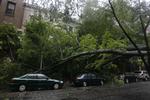 væltet. Et stort træ er knækket sammen i bydelen Brooklyn I New York, som i dag er blevet ramt af den tropiske storm Irene. Træet her hviler på parkerede bliver. 
