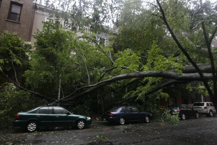 væltet. Et stort træ er knækket sammen i bydelen Brooklyn I New York, som i dag er blevet ramt af den tropiske storm Irene. Træet her hviler på parkerede bliver. 