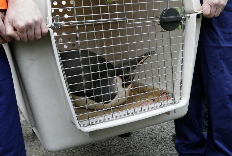 Reddet. Pingvinen 'Happy Feet' er blevet opereret, passet og skal nu fragtes hjem. I juni dukkede han op på New Zealand, 3000 kilometer væk fra sit hjemsted Antarktis. 