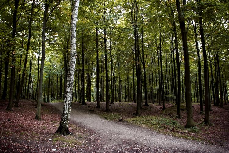 Medicin. En tur i skoven er bedre stressbehandling end psykologen. 