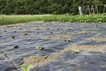 Slutningen af juni. Sådan så det nye havestykke ud 26 juni, lige eftre at græskarrerne var plantet ud i den sorte plastiksæk. De voksede lynhurtigt til. Foto Ole Roland Therkildesen. 