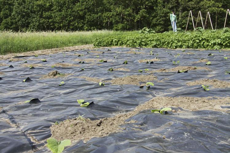 Slutningen af juni. Sådan så det nye havestykke ud 26 juni, lige eftre at græskarrerne var plantet ud i den sorte plastiksæk. De voksede lynhurtigt til. Foto Ole Roland Therkildesen. 