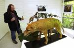 Uddød. Den tasmanske tiger kunne slet ikke dræbe får, viser det sig nu. 