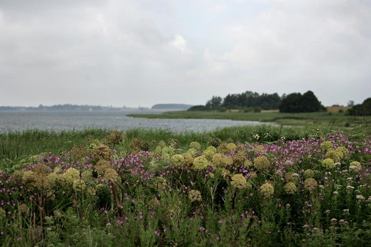 Grønt. Eksperter efterlyser samlet dansk naturlov. 