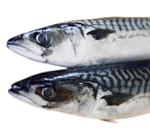 Sund spise. Makrellen er en god kilde til vigtige vitaminer, men lad være med at overdrive indtaget, lyder rådet fra Hanne Høberg Hansen, bromatolog og ernæringsfaglig medarbejder i Fødevarestyrelsen. 