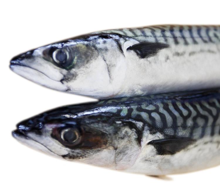 Sund spise. Makrellen er en god kilde til vigtige vitaminer, men lad være med at overdrive indtaget, lyder rådet fra Hanne Høberg Hansen, bromatolog og ernæringsfaglig medarbejder i Fødevarestyrelsen. 