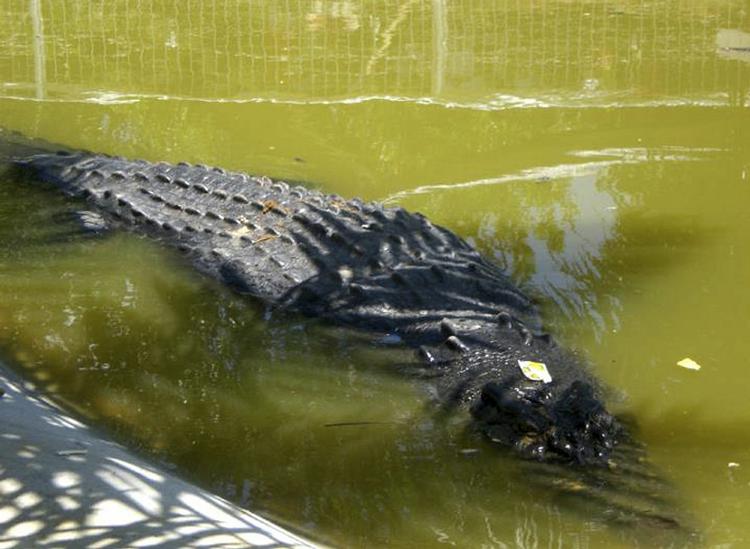 Philippines Killer Crocodile