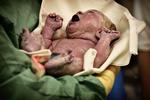 NYFØDT. Det skal være gratis at blive behandlet mod barnløshed, mener S og R. 