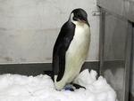 farvel. Her står Happy Feet i de glade dage, da Wellington Zoo tog sig af den vildfarne kejserpingvin. Nu har forskerne ikke længere kontakt med den. 