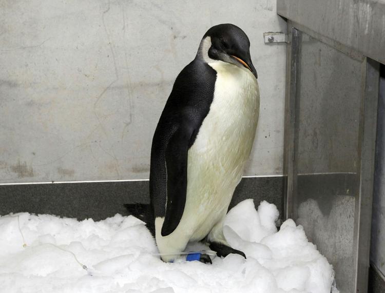 farvel. Her står Happy Feet i de glade dage, da Wellington Zoo tog sig af den vildfarne kejserpingvin. Nu har forskerne ikke længere kontakt med den. 