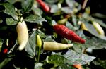 Udeplantning. Planter du i spanden, bør disse vare lavet at Polyethylen (PE) eller Polypropylen  (PP), der begge er plasttyper der ikke afgiver problematiske stoffer. 